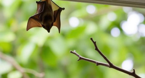 Virus Nipah, Waspada dengan Kelelawar yang Bersarang di Rumah. Foto dibuat oleh AI.