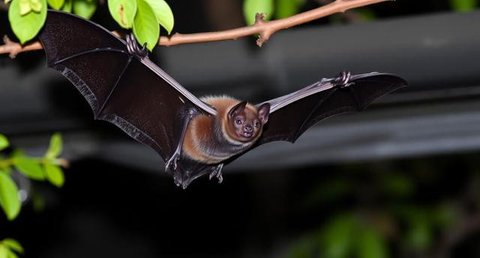 Virus Nipah, Waspada dengan Kelelawar yang Bersarang di Rumah. Foto dibuat oleh AI.