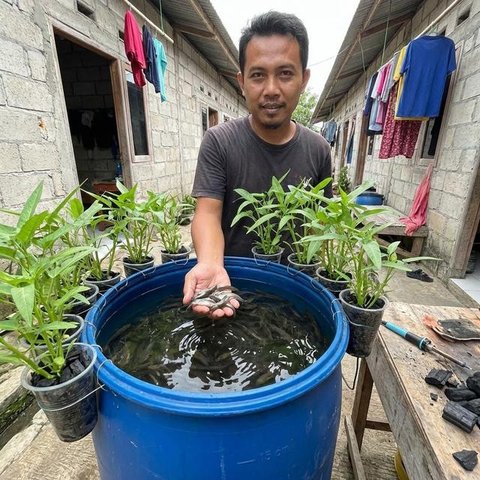 Ternak lele di kolam ember (Gemini AI)