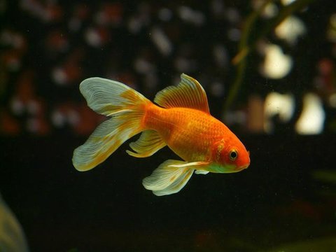 Ilustrasi ikan mas koki. (Sumber: Pixabay.com)