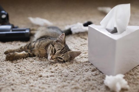 Cara Cepat Mengatasi Bau Pipis Kucing saat Kepepet (Image by Gemini AI)