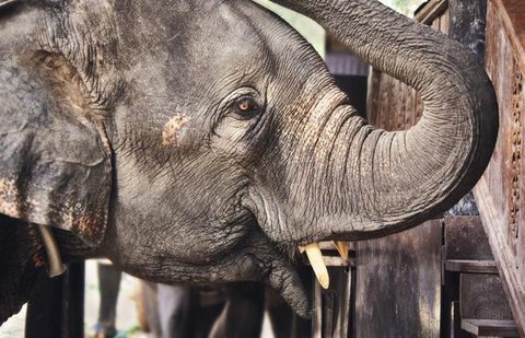 Ilustrasi gajah tunggang. (dok. Tobias Federle/Unsplash)
