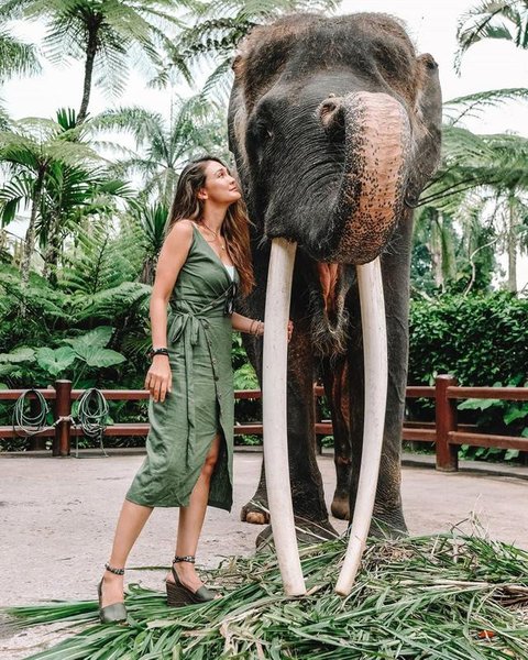 Ilustrasi gajah tunggang. (dok. Tobias Federle/Unsplash)