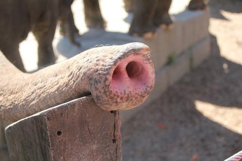 Ilustrasi gajah tunggang. (dok. Tobias Federle/Unsplash)