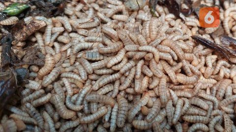 Usaha Ternak Ikan Modal Rp200 Ribu (Foto: ChatGPT)