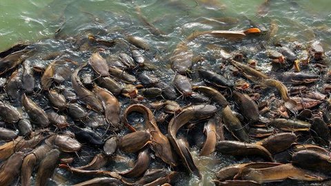 Usaha Ternak Ikan Modal Rp200 Ribu (Foto: ChatGPT)