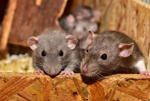 Cara Menghilangkan Bau Kotoran Tikus (Sumber: gemini.com)