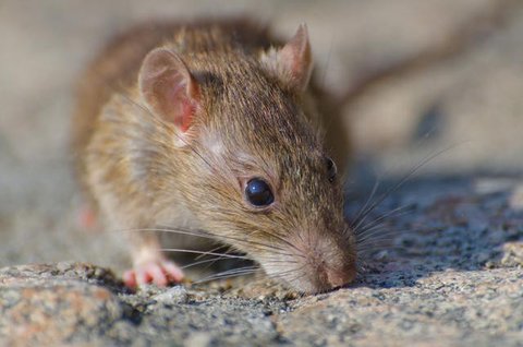 Ilustrasi Tikus (Sipa/Pixabay).