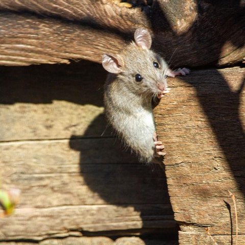 Ilustrasi Tikus (Sipa/Pixabay).