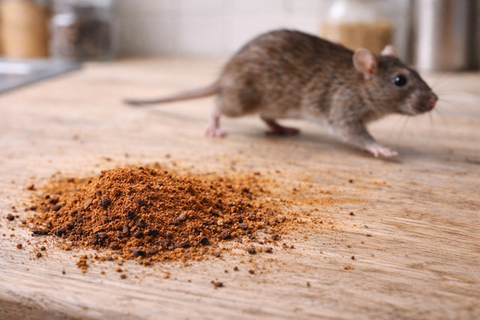 cara mengusir tikus pakai daun salam (AI)