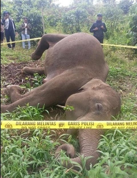 Penemuan bangkai gajah Sumatera di Aceh Tengah yang diduga mati karena tersengat kawat listrik bertegangan tinggi. (dok. BKSDA Aceh)