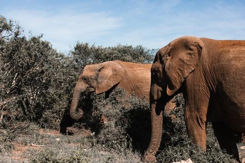 Penemuan bangkai gajah Sumatera di Aceh Tengah yang diduga mati karena tersengat kawat listrik bertegangan tinggi. (dok. BKSDA Aceh)