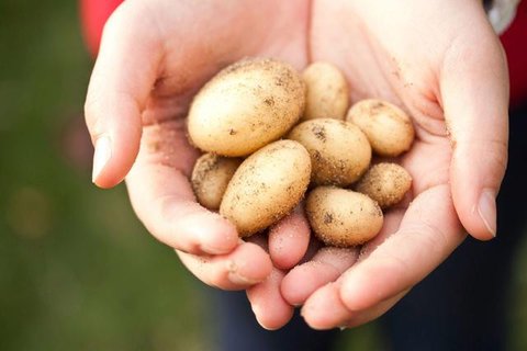Ilustrasi Kentang Credit: Pexels.com