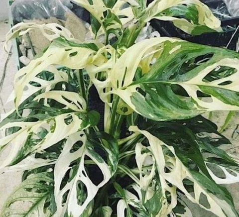 Cara Menanam Sayur Hidroponik untuk Pemula, Sayuran di Kebun Sayur Cuan Hidroponik di Klaten (Liputan6.com/Ibrahim Hasan)