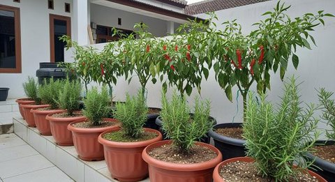 Cara Menanam Sayur Hidroponik untuk Pemula, Sayuran di Kebun Sayur Cuan Hidroponik di Klaten (Liputan6.com/Ibrahim Hasan)