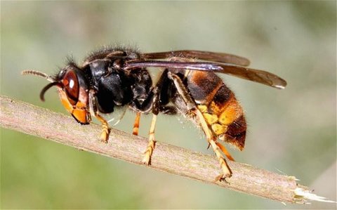 Ilustrasi cara aman bersihkan sarang tawon. [Foto: Gemini]