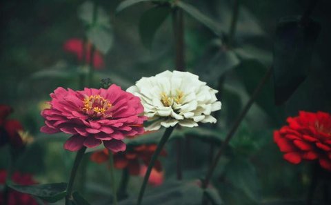 Ilustrasi Kupu-kupu. (Photo by Florin Tomozei on Unsplash)
