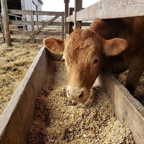 Ternak Sapi (created by AI)