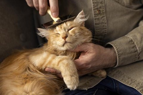 Ilustrasi Kucing Credit: freepik.com