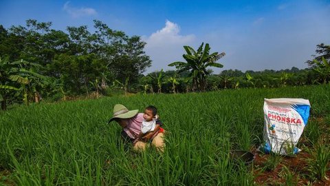 Petani menaburkan pupuk phonska pada tanaman padi huma di Desa Iwul, Kabupaten Bogor, Jawa Barat, Senin (24/2/2025). (merdeka.com/Arie Basuki)