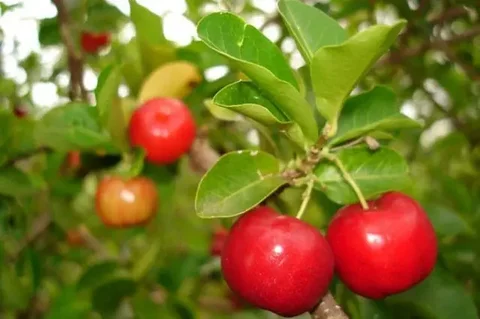Teras Fruit Garden dengan Jambu Air/Mangga. Foto: Gemini