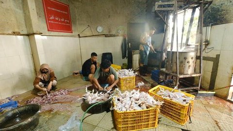 Berkah Dapur MBG mendorong usaha ayam potong di Karanganyar berkembang pesat dengan pasokan hingga 2,3 ton daging segar per hari