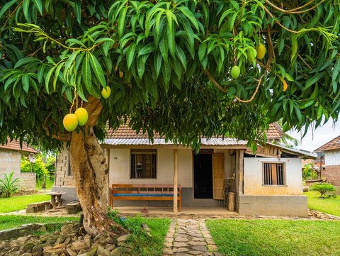 Ide Rumah Sederhana Sejuk di Desa dengan Pohon Buah (AI)