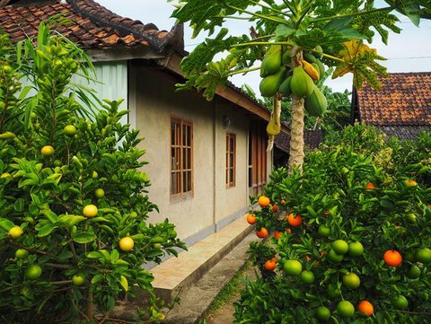 Ide Rumah Sederhana Sejuk di Desa dengan Pohon Buah (AI)