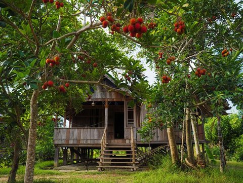 Ide Rumah Sederhana Sejuk di Desa dengan Pohon Buah (AI)
