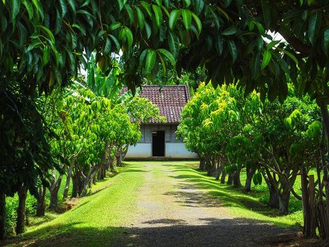 Ide Rumah Sederhana Sejuk di Desa dengan Pohon Buah (AI)