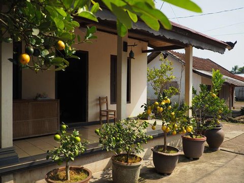 Ide Rumah Sederhana Sejuk di Desa dengan Pohon Buah (AI)