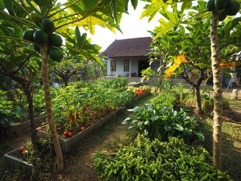 Ide Rumah Sederhana Sejuk di Desa dengan Pohon Buah (AI)