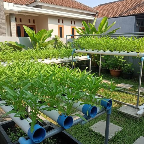 Usaha Budidaya Tanaman Hias atau Sayur/Gemini AI