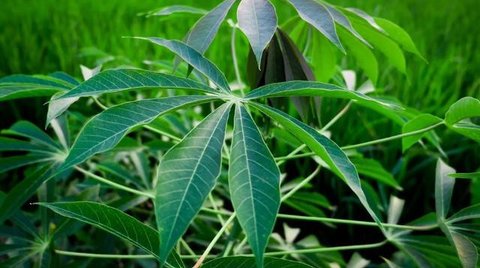 Cara Rebus Daun Singkong Seperti di Rumah Makan Padang (Foto: AI)