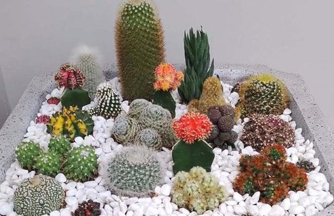 Tips Merawat Kaktus di Rumah. (Foto: AI)