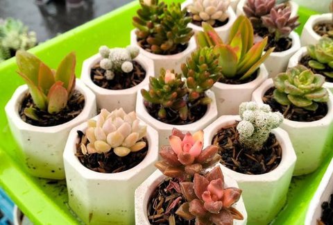 Tips Merawat Kaktus di Rumah. (Foto: AI)
