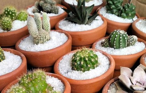 Tips Merawat Kaktus di Rumah. (Foto: AI)