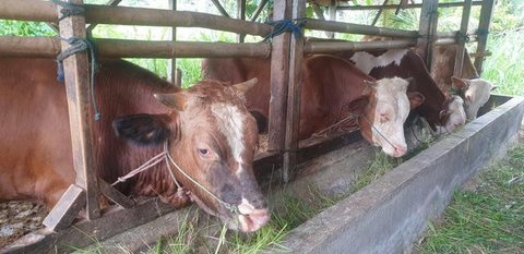 Sejumlah hewan kurban di kawasan Tanah Abang, Jakarta, Sabtu (3/9). Untuk harga Kambing dijual dengan harga Rp2,2-5,5 juta, sedangkan harga sapi Rp18-35 juta. (Liputan6.com/Yoppy Renato)
