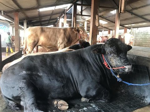 Sejumlah hewan kurban di kawasan Tanah Abang, Jakarta, Sabtu (3/9). Untuk harga Kambing dijual dengan harga Rp2,2-5,5 juta, sedangkan harga sapi Rp18-35 juta. (Liputan6.com/Yoppy Renato)