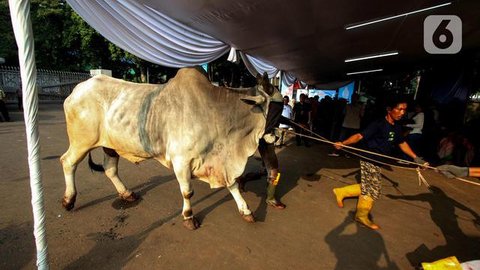 Sejumlah hewan kurban di kawasan Tanah Abang, Jakarta, Sabtu (3/9). Untuk harga Kambing dijual dengan harga Rp2,2-5,5 juta, sedangkan harga sapi Rp18-35 juta. (Liputan6.com/Yoppy Renato)