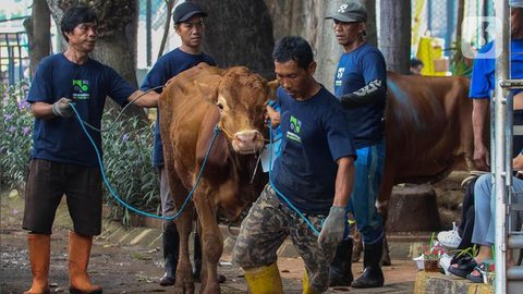 Sejumlah hewan kurban di kawasan Tanah Abang, Jakarta, Sabtu (3/9). Untuk harga Kambing dijual dengan harga Rp2,2-5,5 juta, sedangkan harga sapi Rp18-35 juta. (Liputan6.com/Yoppy Renato)