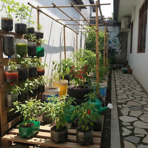 Desain Kebun Cabai di Meja Kayu Palet ala Kebun Mini. (Foto: AI)
