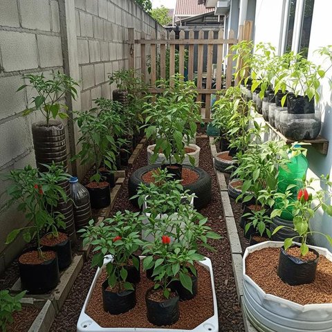 Desain Kebun Cabai di Meja Kayu Palet ala Kebun Mini. (Foto: AI)