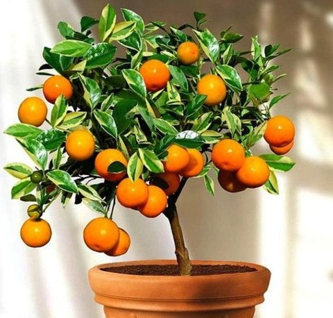 Seorang pedagang saat memilih jeruk jenis Kumquat dan Chusa yang di impor dari Cina di Jakarta, Rabu (27/1). Permintaan Jeruk asal Cina tersebut meningkat 100 % menjelang imlek. (Liputan6.com