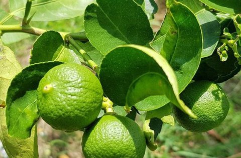 Seorang pedagang saat memilih jeruk jenis Kumquat dan Chusa yang di impor dari Cina di Jakarta, Rabu (27/1). Permintaan Jeruk asal Cina tersebut meningkat 100 % menjelang imlek. (Liputan6.com