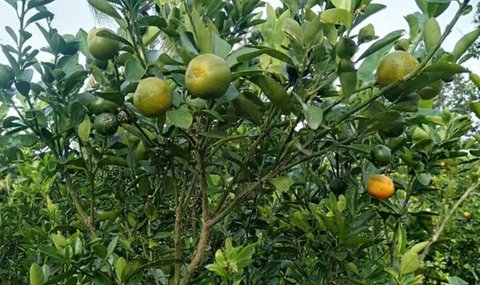 Seorang pedagang saat memilih jeruk jenis Kumquat dan Chusa yang di impor dari Cina di Jakarta, Rabu (27/1). Permintaan Jeruk asal Cina tersebut meningkat 100 % menjelang imlek. (Liputan6.com