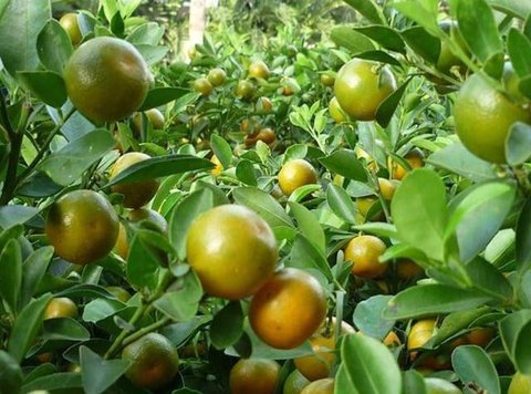 Seorang pedagang saat memilih jeruk jenis Kumquat dan Chusa yang di impor dari Cina di Jakarta, Rabu (27/1). Permintaan Jeruk asal Cina tersebut meningkat 100 % menjelang imlek. (Liputan6.com