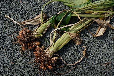 Kunyit di pekarangan rumah bisa dipanen dengan dua metode, mulai dari mengambil seperlunya hingga memanen seluruh rimpang sekaligus. (dok. CatHatDesign/Freepik)