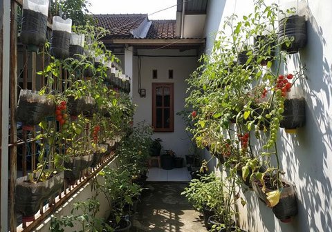 Kebun Sayur di Pot Gantung/Inspirasi Desain Taman Edible Garden Buah dan Sayur di Rumah (Sumber: gemini.com)