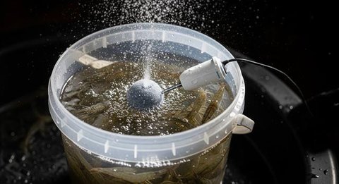 Cara Ternak Udang di Ember di Lahan Sempit. Foto: Gemini